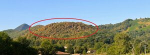 Déjà l’automne pour nos forêts ?