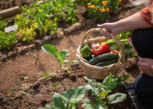 [EVENEMENT] Cultivez vos propres légumes toute l’année !​